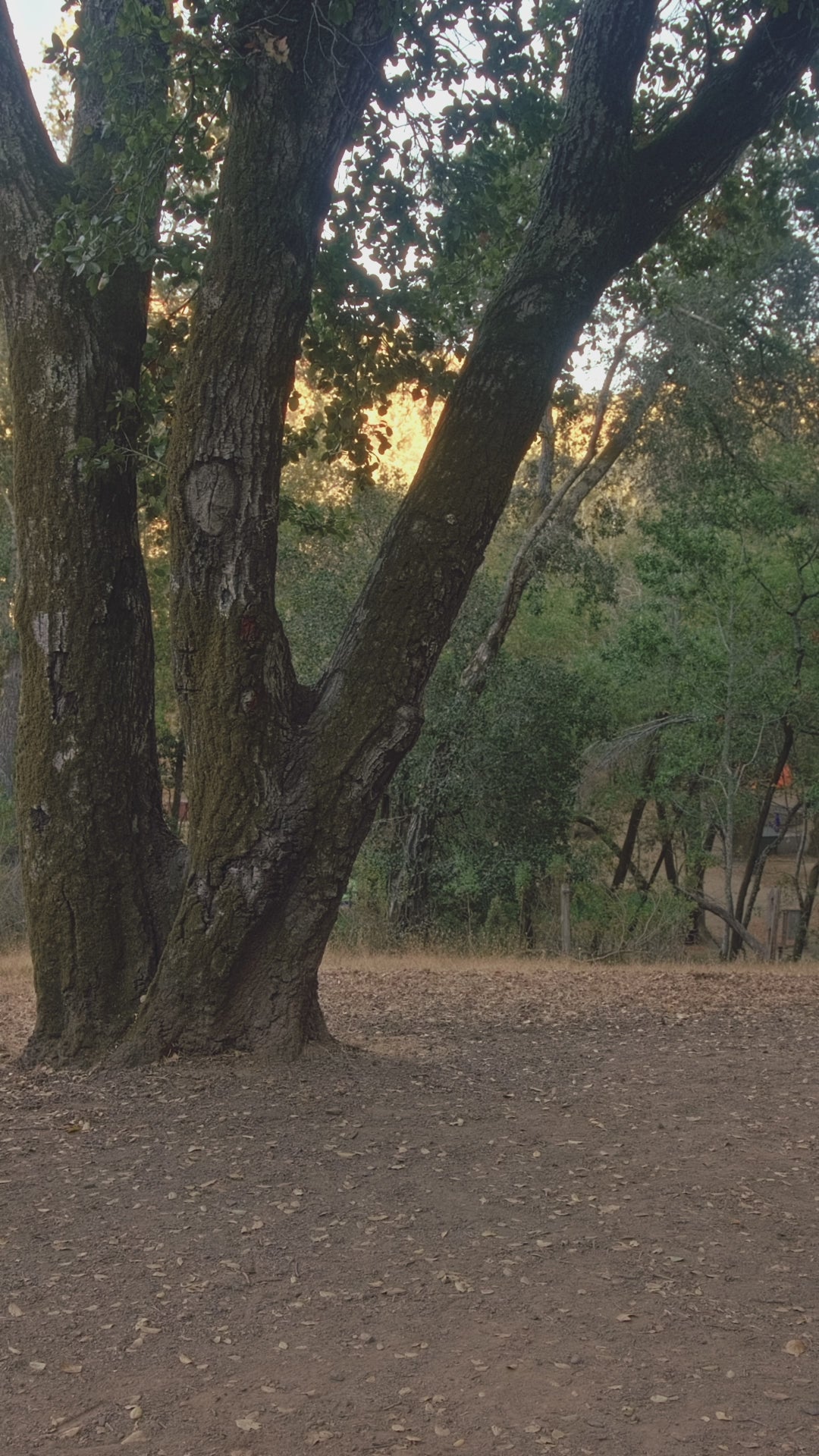 BambooGrill Skottle - Bundle